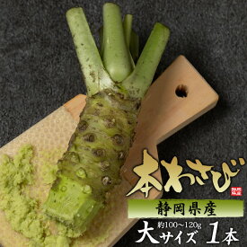 本わさび わさび 静岡県産 生 約100g〜120g 1本 2本 3本 セット 生わさび 生山葵 山葵 生ワサビ ワサビ ギフト 贈答 家庭用 御歳暮 お取り寄せグルメ 御歳暮 プレゼント プレゼント