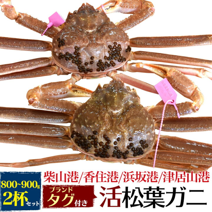 楽天市場 活蟹 2枚 兵庫県産 生 松葉ガニ 姿 ズワイガニ 800g 900g 2杯 産地証明 ブランドタグ付 カニ 柴山かに 津居山かに 香住かに 浜坂かに 松葉蟹 まつばガニ 2匹 お刺身 生食 ギフト 贈り物 日本海 産地直送 産直 新鮮 高級 国産 ブランド蟹