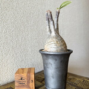 NX}Xv[g@NX}XMtg@򍪐AupL|fBEEOLXv