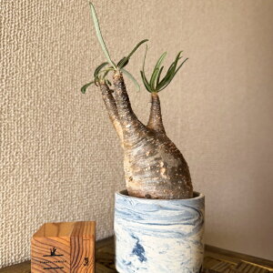 NX}Xv[g@NX}XMtg@򍪐AupL|fBEEOLXv