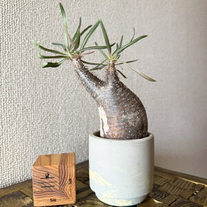 NX}Xv[g@NX}XMtg@򍪐AupL|fBEEOLXv