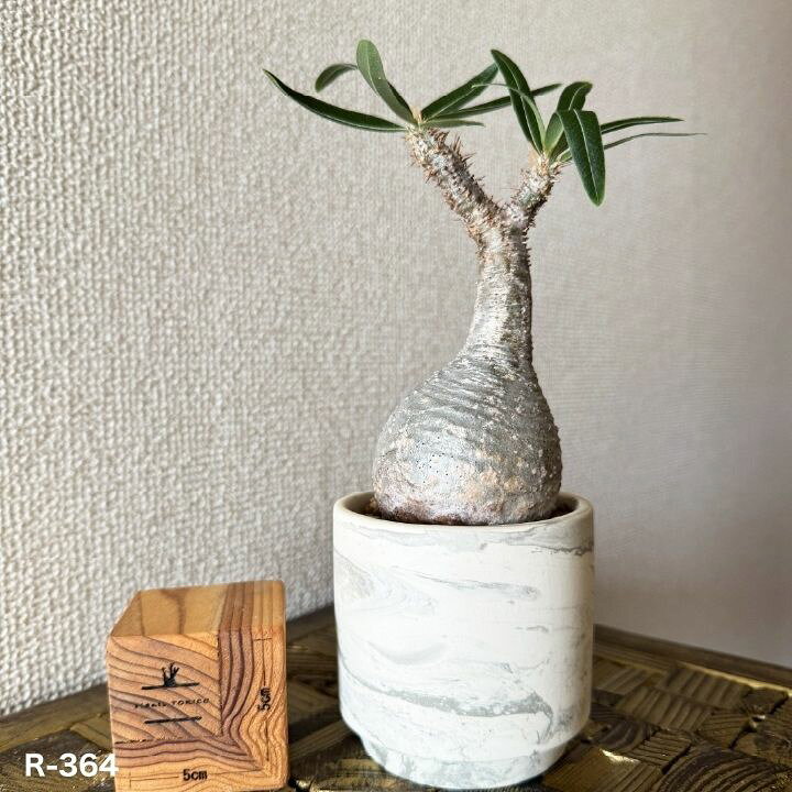 楽天市場】誕生日 プレゼント 塊根植物「パキポディウム・グラキリス 