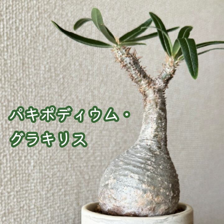 楽天市場】母の日 誕生日 プレゼント 塊根植物「パキポディウム 