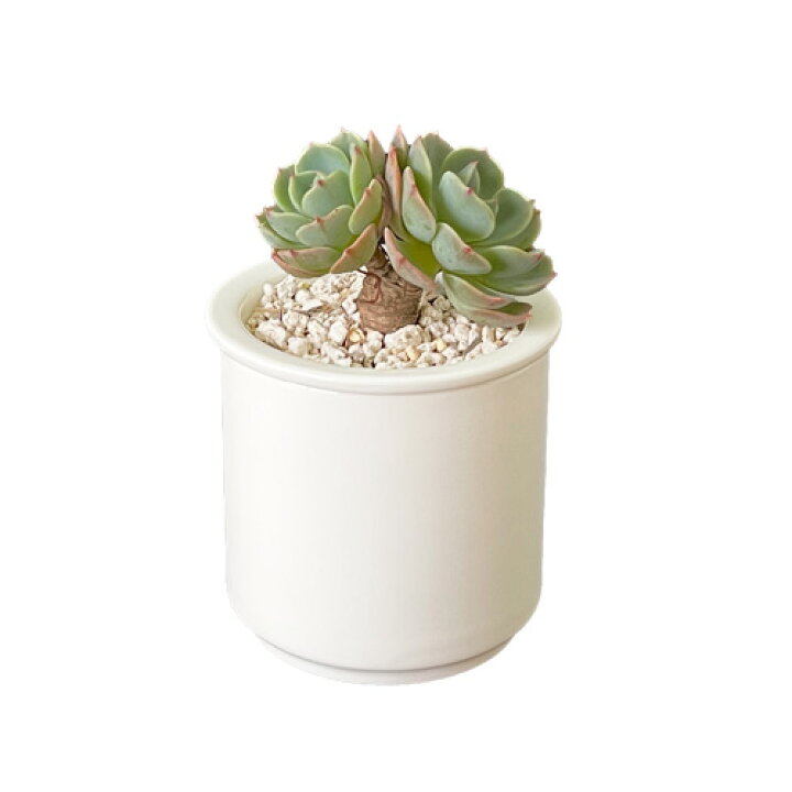 楽天市場 多肉植物 鉢 エアプランター 切立鉢 2 5号 日本製 磁器製 多肉植物 鉢 陶器 おしゃれ 白 植木鉢 陶器 ホワイト ポット 室内 室外 ミニサボテン 鉢 白磁 ショップ 販売 通販 テーブルウェアファクトリー テーブルウェア ファクトリー