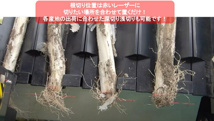 楽天市場】長ネギ根葉切り皮剥き機 マツモト ベストロボ MB-1D2-110C/P 