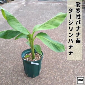 ϊoiic _[W oii 5 Aoii oii̖