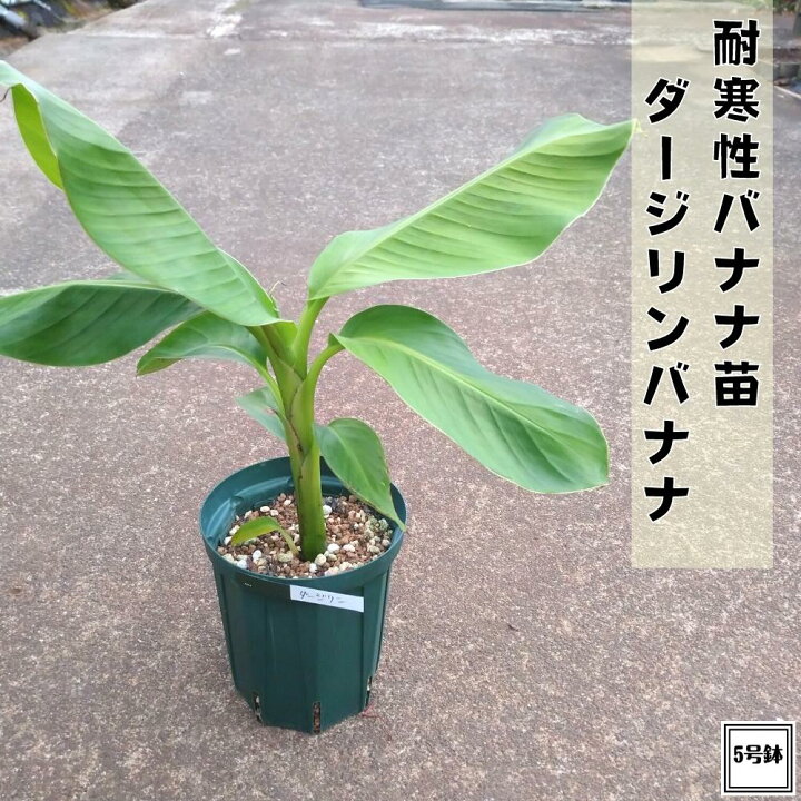 楽天市場】耐寒性バナナ苗 ダージリン バナナ 5号株 送料無料庭植え 