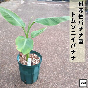 ϊoiic g\jCig\j oii 5Aoii oii̖