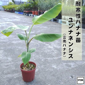 耐寒性バナナ苗 ユンナネンシス（雲南） バナナ 5号株 送料無料庭植えバナナ バナナの木 観葉植物