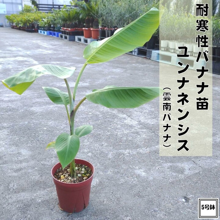 楽天市場】耐寒性バナナ苗 ユンナネンシス（雲南） バナナ 5号株 送料 