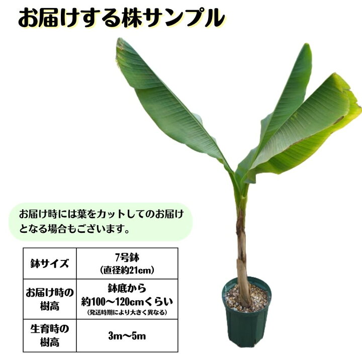楽天市場】希少！耐寒性バナナ バショウ 7号鉢特大株ジャパニーズ 
