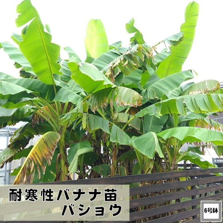 楽天市場】希少！耐寒性バナナ バショウ 6号鉢大株ジャパニーズバナナ 