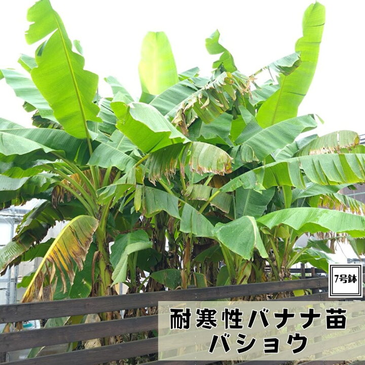 楽天市場】希少！耐寒性バナナ バショウ 7号鉢特大株ジャパニーズ 