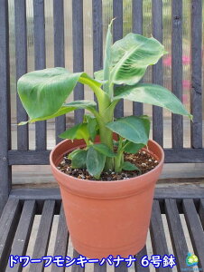 バナナ 鉢植えの人気商品 通販 価格比較 価格 Com バナナ 鉢植えの人気商品 通販 価格比較 価格 Com