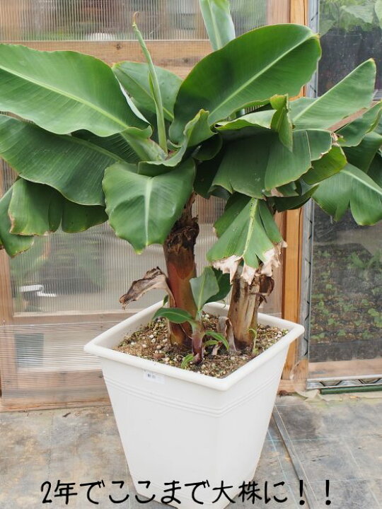 楽天市場 大好評 鉢植えで楽しめる ドワーフモンキーバナナ こだわりの充実苗 6号鉢 送料無料 コンパクトバナナ Tahiti Marche ータヒチマルシェー