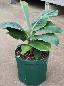 バナナ 鉢植え Diy 工具の通販 価格比較 価格 Com