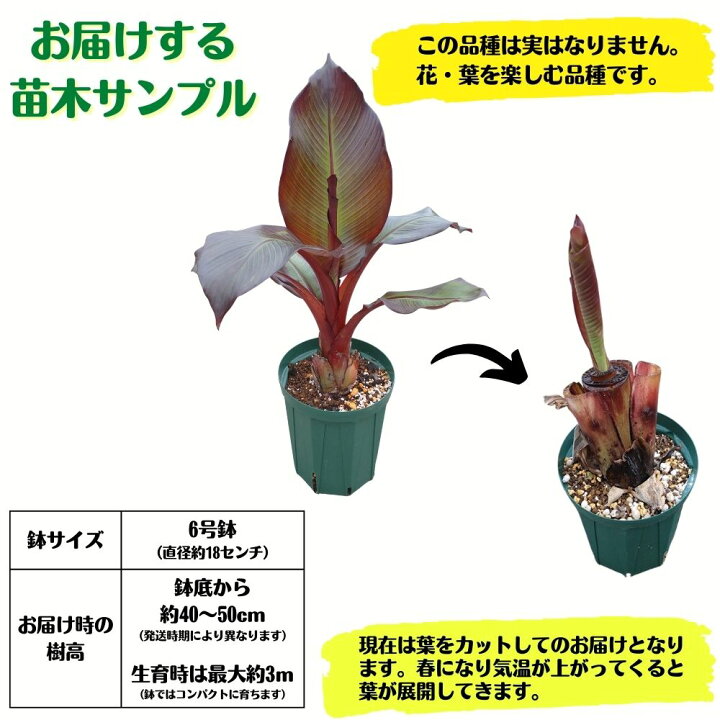 楽天市場】耐寒性バナナ苗 エンセテ マウレリー 充実カット大苗 6号 