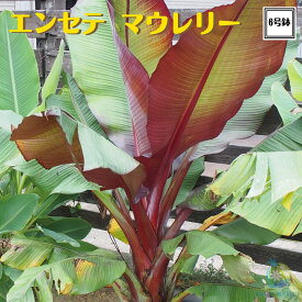 《耐寒性バナナ苗 エンセテ マウレリー 充実カット大苗 6号スリット鉢 》庭植えバナナ苗 アビジニアンバナナ バナナの木 送料無料