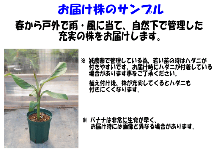 楽天市場】耐寒性バナナ苗 ダージリン バナナ 5号株 送料無料庭