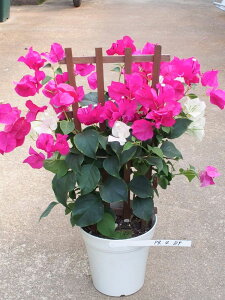 ブーゲンビリア 鉢の人気商品 通販 価格比較 価格 Com