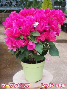 ブーゲンビリア 鉢の人気商品 通販 価格比較 価格 Com