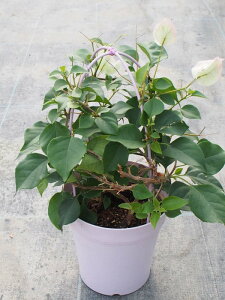 花 ブーゲンビリア 生花の人気商品 通販 価格比較 価格 Com