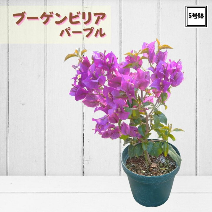 楽天市場 人気商品 南国の花の代名詞 ブーゲンビリア パープル 5号鉢 熱帯の花の代表 ブーゲンビレア ラッピング ギフト用不可商品 Tahiti Marche ータヒチマルシェー