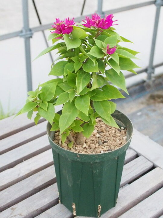 楽天市場 流通量が少ない希少品種 木立性トゲなしミニブーゲンビリア 4号スリット鉢 植え替え不要 Tahiti Marche ータヒチマルシェー 楽天市場 流通量が少ない希少品種 木立性トゲなしミニブーゲンビリア 4号スリット鉢 植え替え不要 Tahiti Marche ータヒチマルシェー