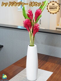 楽天市場 ジンジャー 花束 切花 花 観葉植物 花 ガーデン Diyの通販