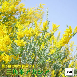 Opts~U OptAJVA 6tVo[[t