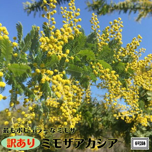 q󂠂r ~U AJVA 6Vo[[t