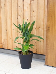 観葉植物 特大の人気商品 通販 価格比較 価格 Com