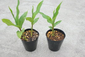 寒さに強いジンジャー ゴールデンジンジャー（キンカク）5号ポット苗トロピカルフラワー 香りの熱帯植物
