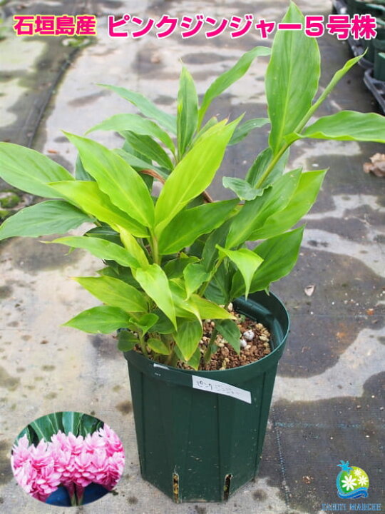 楽天市場 希少熱帯植物 沖縄産 ピンクジンジャー苗 5号鉢 トロピカルフラワー Tahiti Marche ータヒチマルシェー 楽天市場 希少熱帯植物 沖縄産 ピンクジンジャー苗 5号鉢 トロピカルフラワー Tahiti Marche ータヒチマルシェー