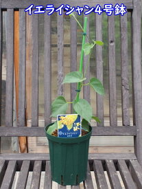 楽天市場 イエライシャンの通販