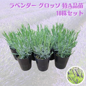 _LO1ʊlI^s x_[c Ob\ Aict 3 / 5 / 10 s`ς݊ ofBnn[u ׂ񂾁[ 