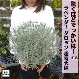 驚くほどでっかい株！！《ラベンダー苗 グロッソ 特A品苗 6号 超特大株》 ラバンディン系 ハーブ らべんだー 苗