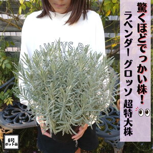 قǂłIIsx_[c Ob\ Aic 6 劔t ofBn n[u ׂ񂾁[ c