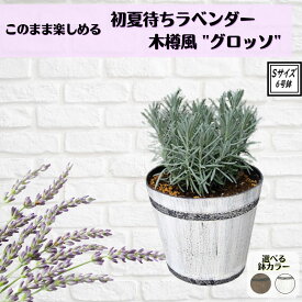 当店オリジナル 《ラベンダー木樽風樹脂鉢Sサイズ》 グロッソ ピンチ済み2年生大苗 植え替え不要らべんだー ラベンダー ラバンディン系 ハーブ苗 送料無料