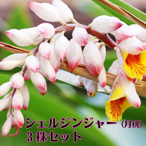 �s���ꌎ���|�b�g�c �i�V�F���W���W���[�E�Q�b�g�E�j3���Z�b�g�t�~���N���n�[�u G�΍� ��������