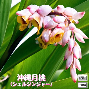 ���ꌎ���s�V�F���W���W���[ �����t 5���� / 7�����Q�b�g�E G�΍�