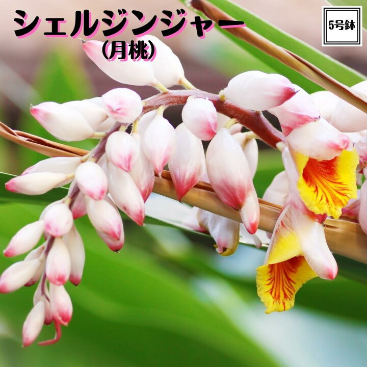 楽天市場 18日 ポイント2倍 ミラクルハーブ シェルジンジャー 月桃 5号大苗 ゲットウ Tahiti Marche ータヒチマルシェー 楽天市場 18日 ポイント2倍 ミラクルハーブ シェルジンジャー 月桃 5号大苗 ゲットウ Tahiti Marche ータヒチマルシェー