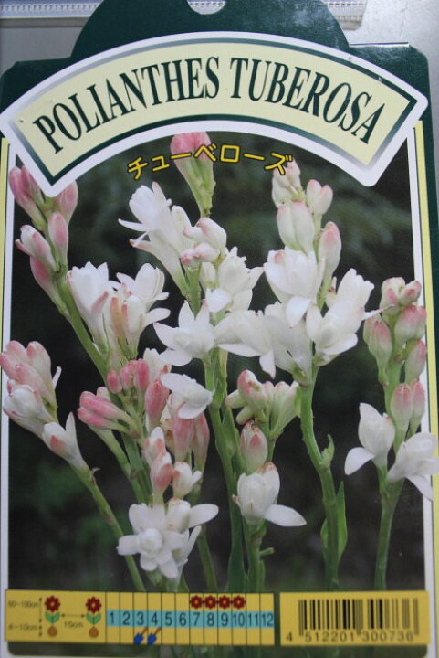 楽天市場 夏の夜に魅惑の香り チューベローズお得な5ポットセットポット苗 トロピカルフラワー トロピカルレイフラワー チューブローズ Tahiti Marche ータヒチマルシェー