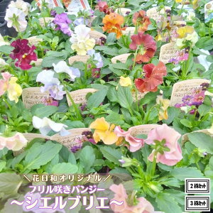 フリル咲き小輪パンジー シエルブリエ 花色おまかせ 3.5号ポット苗花日和オリジナル ビオラ苗 パンジー苗 寄せ植え 花壇