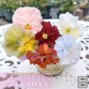 ubNtCf[ 20%OFFN[| t炫փpW[ VGuG ԐF܂ 3.5|bgcԓaIWi rIc pW[c 񂹐A Ԓd