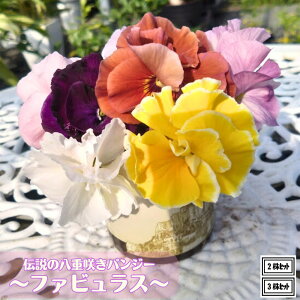 d炫pW[ t@rX ԐF܂ 3.5|bgcrIc pW[c 񂹐A Ԓd