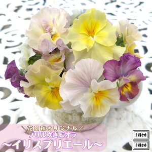 ubNtCf[ 20%OFFN[| t炫rI CXvG[ ԐF܂ 3.5|bgcԓaIWi rIc pW[c 񂹐A Ԓd