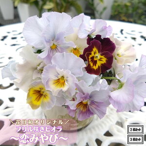 ubNtCf[ 20%OFFN[| t炫rI ݂ ԐF܂ 3.5|bgcԓaIWi rIc pW[c 񂹐A Ԓd