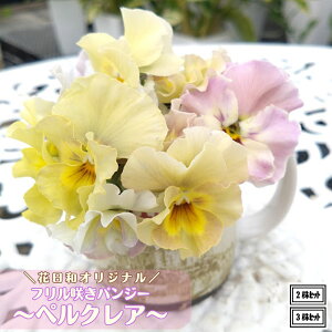 ubNtCf[ 20%OFFN[| t炫pW[ yNA ԐF܂ 3.5|bgcԓaIWi rIc pW[c 񂹐A Ԓd