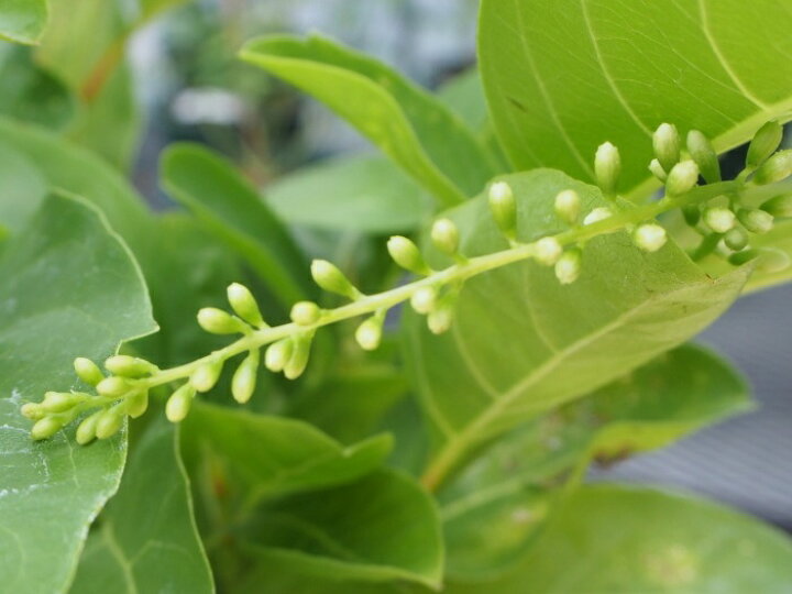 楽天市場 マラソン期間中ポイント2倍 芳香性熱帯植物バイオリンの木 5号鉢 希少熱帯植物 Tahiti Marche ータヒチマルシェー